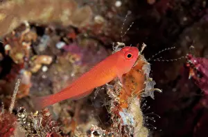 Benjamini: Ringeye Dwarfgoby
