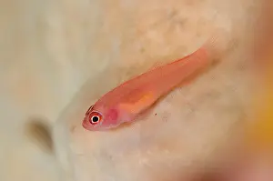 Benjamini: Ringeye Dwarfgoby