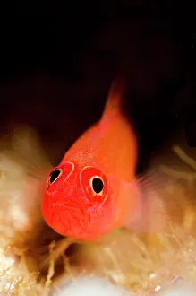 Ring: Ringeye Dwarfgoby