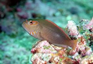 Hawkfish: Ringeye Hawkfish