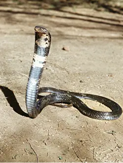 Ursula Curth: RINGHALS COBRA - HEAD UP