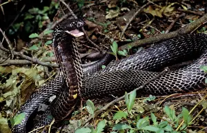 Spitting: Ringhal's Spitting Cobra