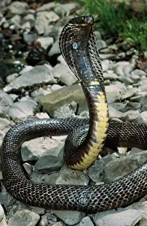 Spitting: Ringhal's Spitting Cobra