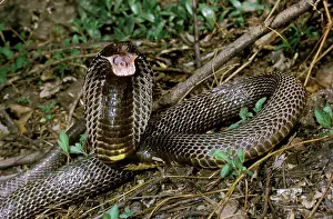 Spitting: Ringhal's Spitting Cobra
