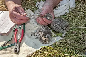 Tagged: Ringing