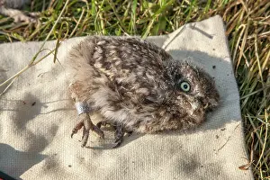 Ringing: Ringing