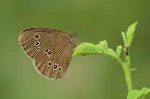 Ringlet: Ringlet