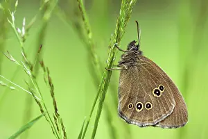 Bogland: Ringlet