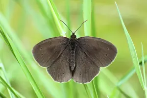 Bogland: Ringlet