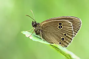 Bogland: Ringlet