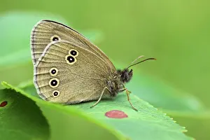 Bogland: Ringlet