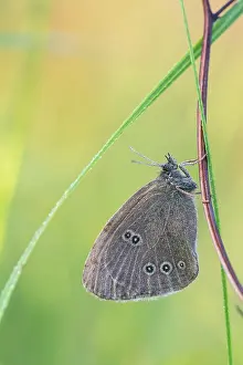 Ringlet: Ringlet