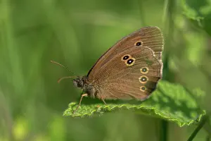 Ringlet: Ringlet