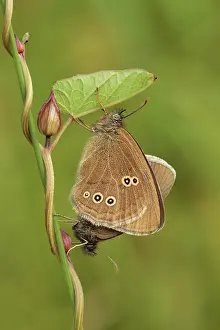 Ringlet: Ringlet Butterflies