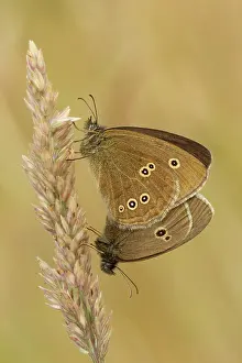 Ringlet: Ringlet - butterflies mating on grass head