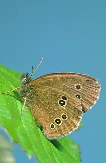 Ringlet: Ringlet Butterfly