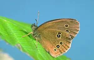 Ringlet: Ringlet Butterfly
