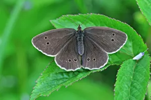Ringlet: Ringlet Butterfly