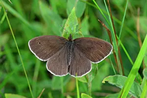 Ringlet: Ringlet Butterfly