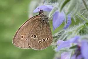 Borage: Ringlet Butterfly resting on Borage, Norfolk UK