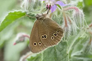 Borage: Ringlet Butterfly resting on Borage, Norfolk UK