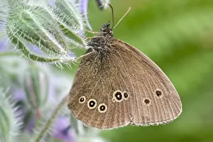 250417: Ringlet Butterfly resting on Borage, Norfolk UK