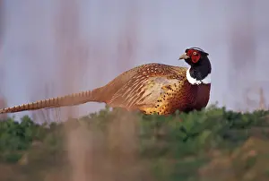 Ringneck: Ringneck Pheasant (Phasianus colchicus)