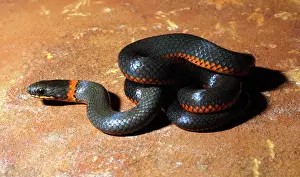 Punctatus: Ringneck Snake