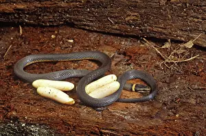 Punctatus: Ringneck Snake with Eggs