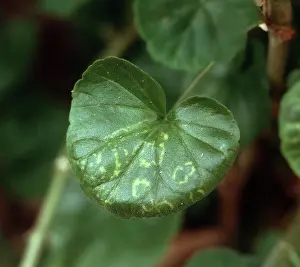 Rings: Ringspot on Pelargonium leaf