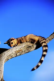 Ringtail: Ringtail
