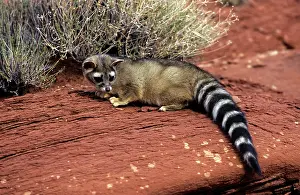 Ringtail: Ringtail