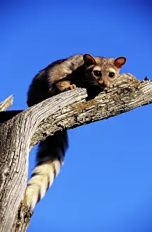 Ringtail: Ringtail - on branch