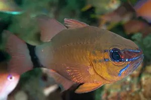 Aureus: Ringtailed Cardinalfish