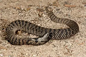 Spitting: Rinkhals, Hemichatus hemichatus, Native