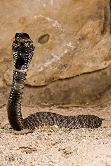 Spitting: Rinkhals, Hemichatus hemichatus, Native