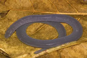 Gymnophiona: Rio Cauca Caecilian