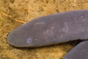 Gymnophiona: Rio Cauca Caecilian
