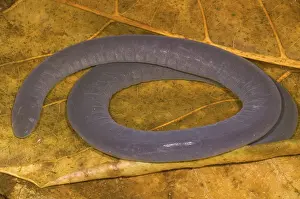 Gymnophiona: Rio Cauca Caecilian