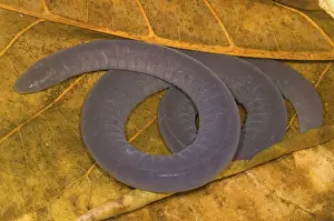 Gymnophiona: Rio Cauca Caecilian