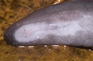Gymnophiona: Rio Cauca Caecilian