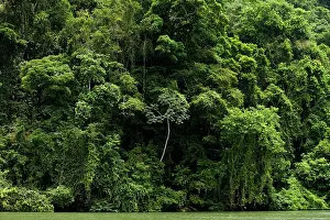 Guatemala: Rio Dulce region - Rainforest