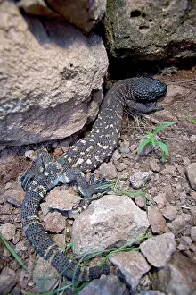 Heloderma: Rio Fuerte Beaded Lizard