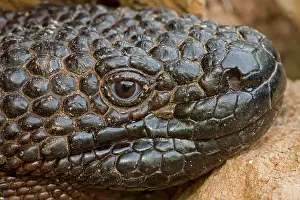 Heloderma: Rio Fuerte Beaded Lizard