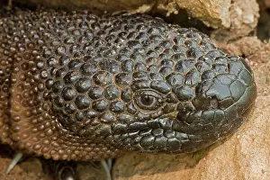 Heloderma: Rio Fuerte Beaded Lizard