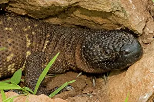 Heloderma: Rio Fuerte Beaded Lizard