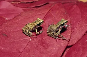 Leptodactylidae: Rio Grande Chirping Frogs