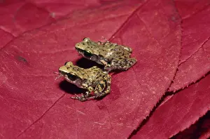 Leptodactylidae: Rio Grande Chirping Frogs