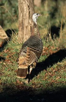 Llano: Rio Grande Wild Turkey