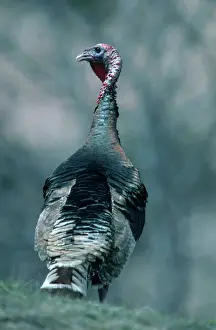 Toms: Rio Grande Wild Turkey Tom